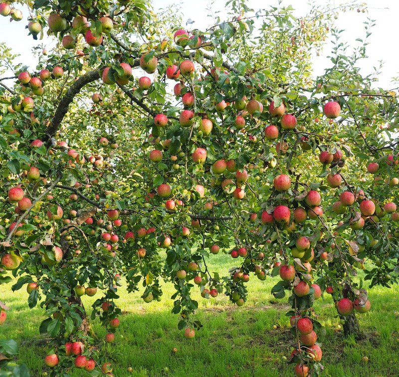 Herbst