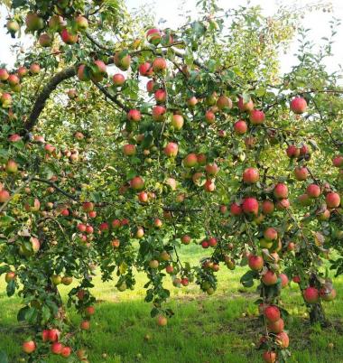 Herbst